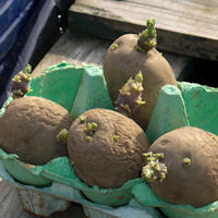 Chitting Seed Potatoes