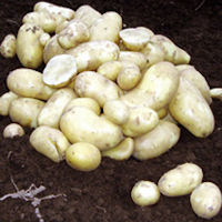 isle of jura seed potatoes