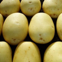 isle of jura seed potatoes