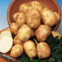 isle of jura seed potatoes