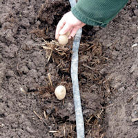 How To Plant Potatoes