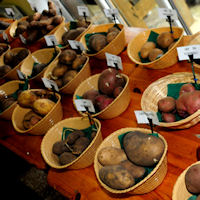 Potato Varieties