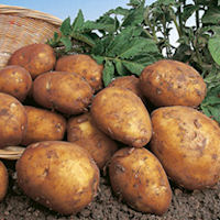 isle of jura seed potatoes