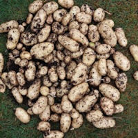 isle of jura seed potatoes