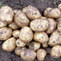 isle of jura seed potatoes